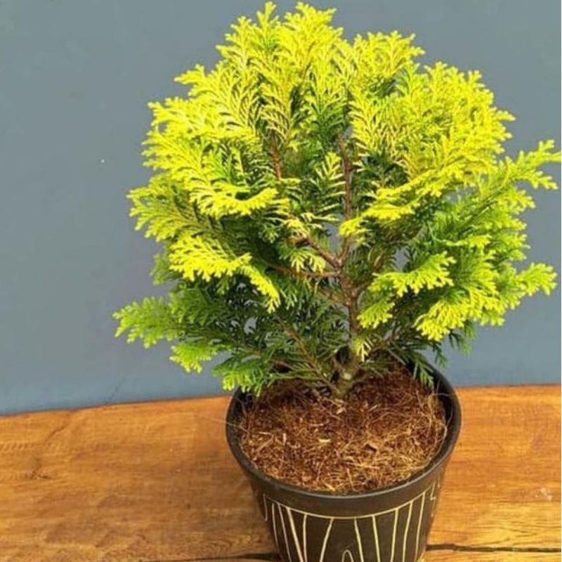 Jual Tanaman Hias Cemara Rain Gold Besar / Pohon Cemara Golden | Shopee ...