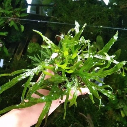 kadaka trident mini tanaman aquascape