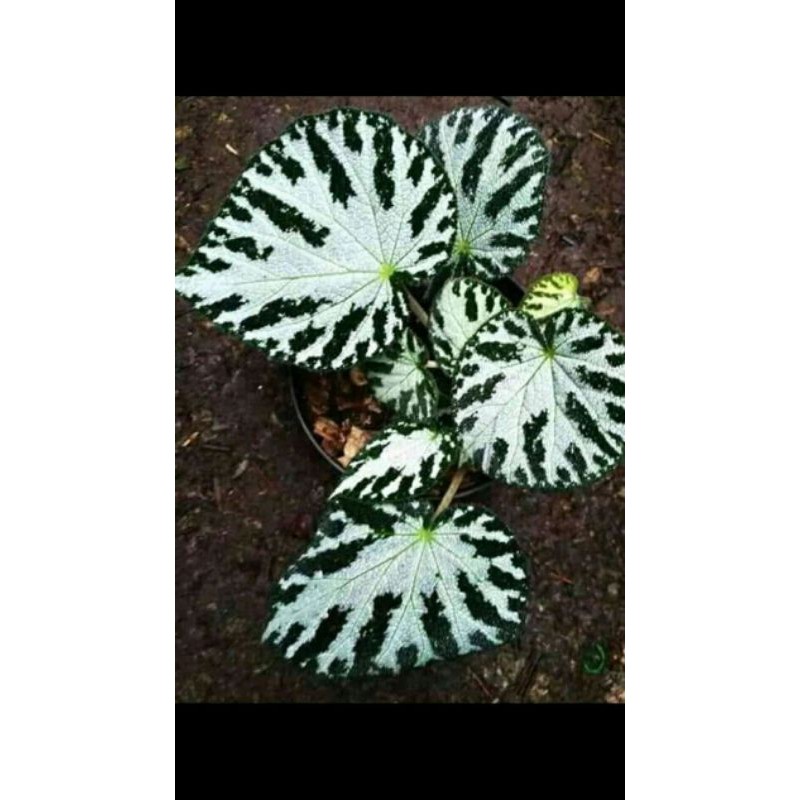 Begonia Macan