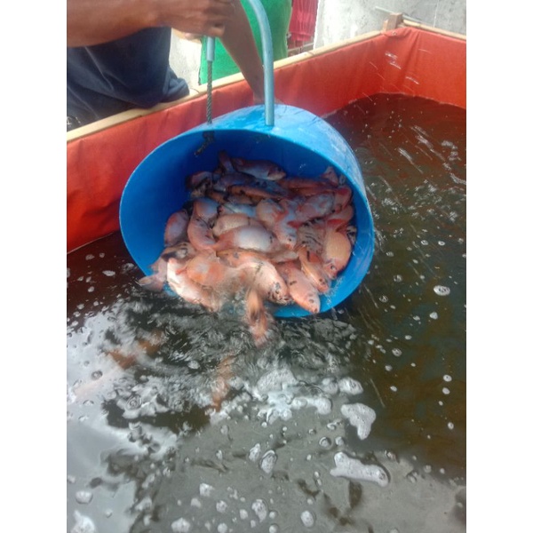 

ikan nila