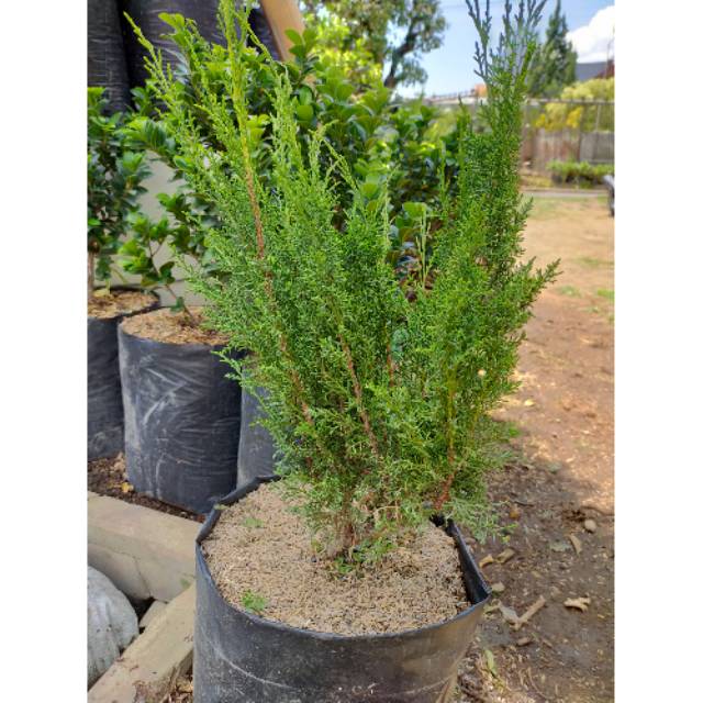 Tanaman hias bahan bonsai Cemara sargenti besar