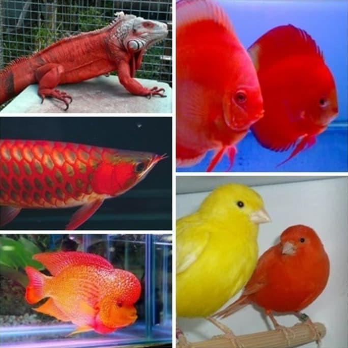 

Carophyl / Carofil DSM Red - Canthaxanthin 10% Pigmen Pewarna Alami.