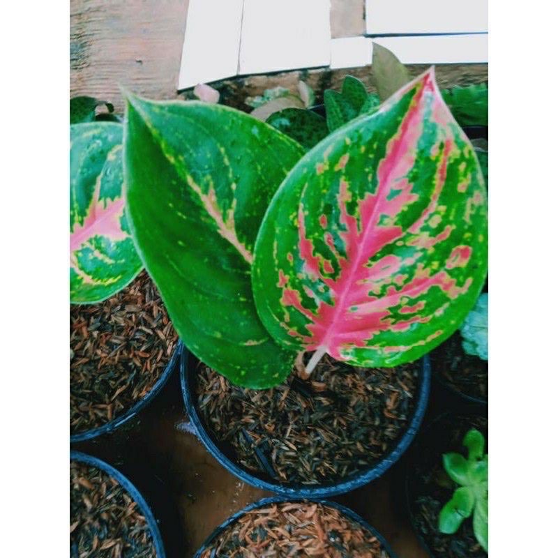 Anakan Aglonema wulandari / Baby aglonema wulandari