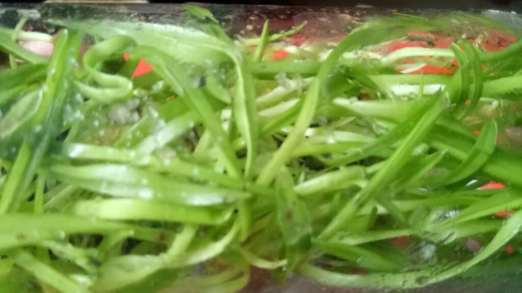 Tanaman Anggrek Botol Tebu Isi 30