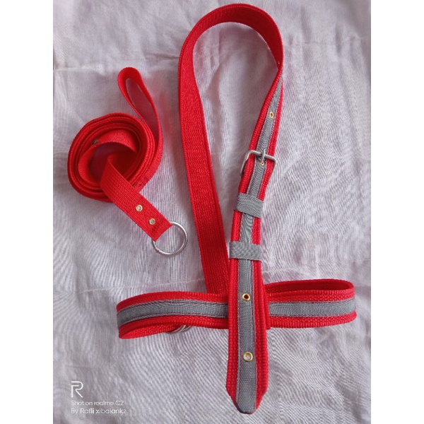 head halter/brangus + tali tuntun