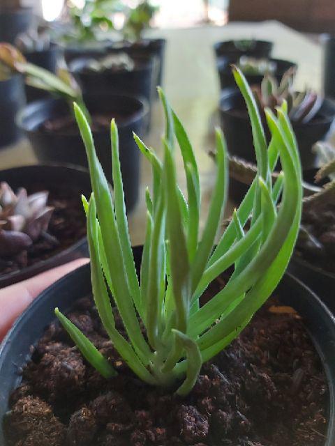 Kaktus Sukulen Paket 50 Pohon Bonus 50 Pot