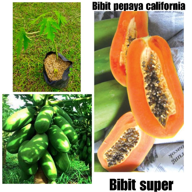 Bibit pohon pepaya california super - pepaya california