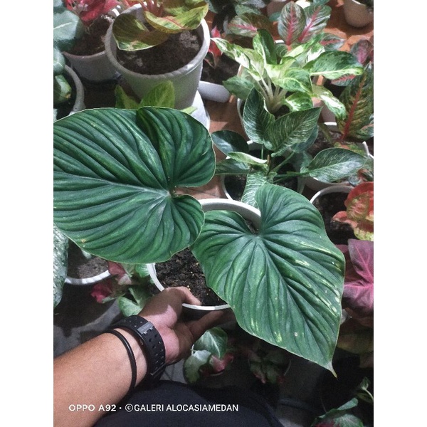 Philo plowmani varigata