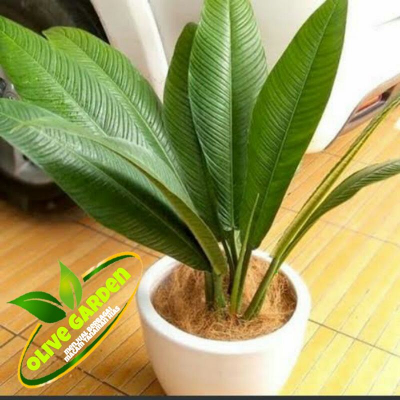 Tanaman hias philodendron lynette philo linet tanaman indoor