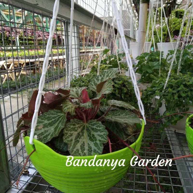 Tanaman Hias Gantung Begonia Strawberry / Begonia Stroberi / Filea Rimbun