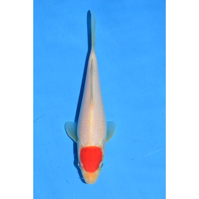 Ikan Koi Tancho Blitar 21-25cm (Pilih Acak)