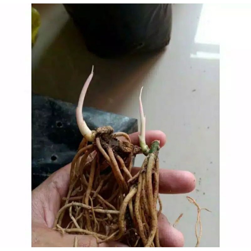 aglonema bonggol. lotus-goliath-asri