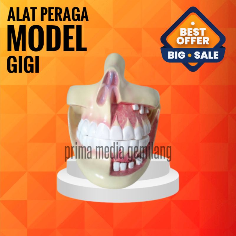 

MODEL GIGI/TORSO GIGI/ALAT PERAGA IPA