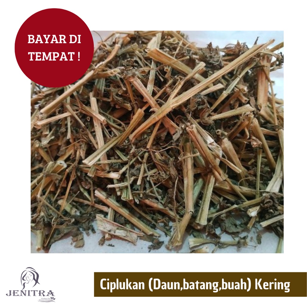 Ciplukan kering (campur daun, batang, buah) 1 kg-500 gr Bisa COD