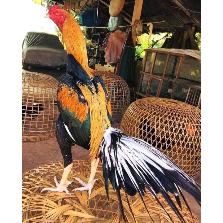 

TELUR AYAM BANGKOK EKOR LIDI FULL BRAKOT FERTIL ASLI UNTUK TERNAK