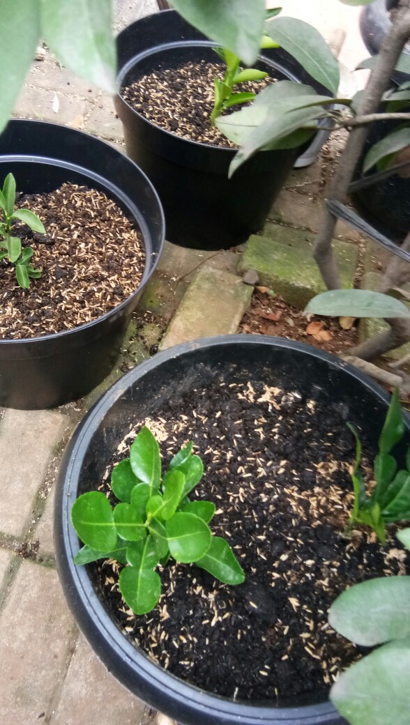 Bibit Jeruk Chokun Madu Manis Jeruk Chokun Thailand Okulasi