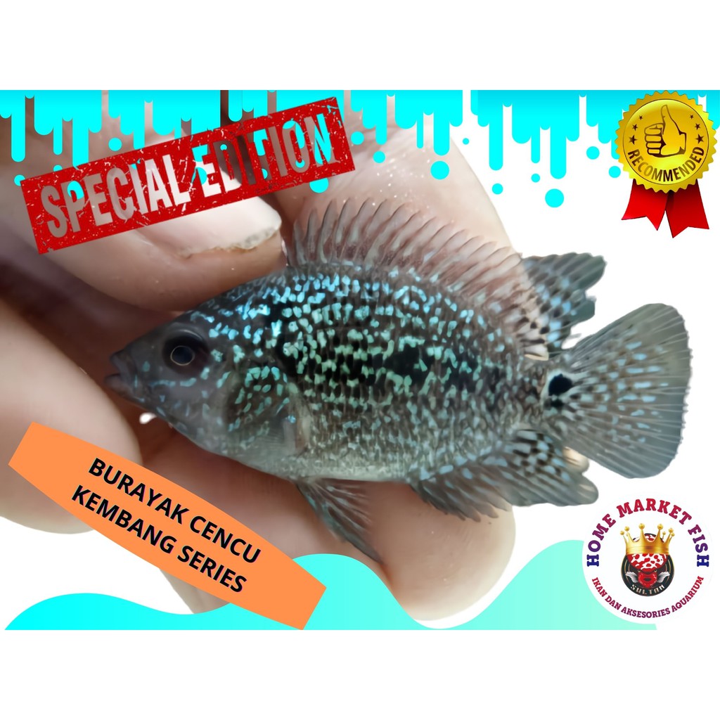 LOUHAN CENCU Kembang Series burayak #018 Sample indukan REAL VIDEO ikan BURAYAK louhan