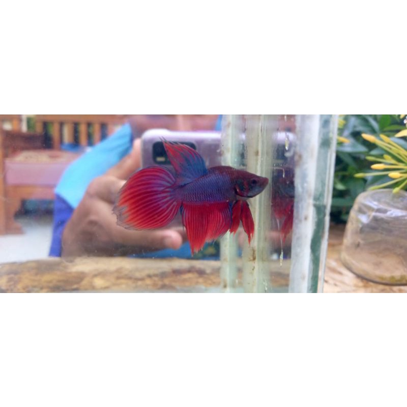 

ikan cupang veiltail blue classic
