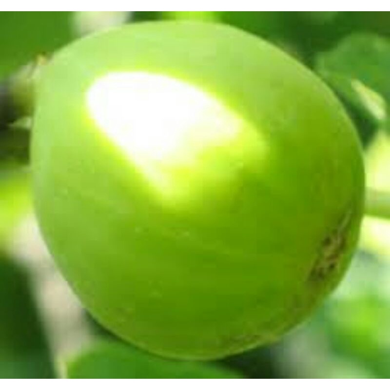 bibit buah tin fresh cangkok jenis langka GALBUN