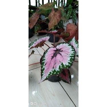 Begonia rex pelangi jumbo/Tanaman hias begonia daun