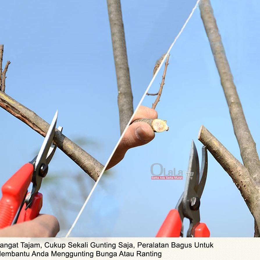 

TERBARU GUNTING TANAMAN / GUNTING BUNGA OLLK-401 H3H