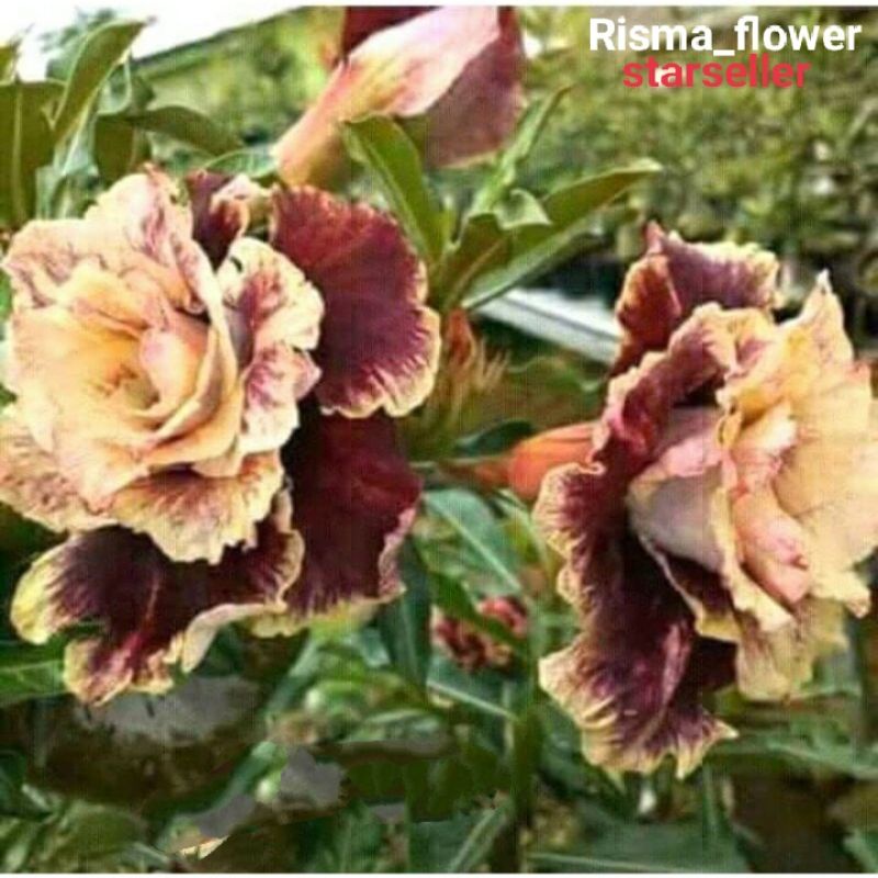 POHON ADENIUM TUMPUK MUSELLA / TANAMAN HIAS KAMBOJA JEPANG BONGGOL BESAR