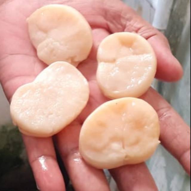 

Scallop kerang manuk