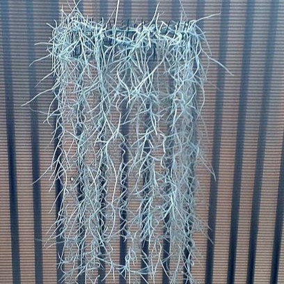 Janggut Musa tanaman