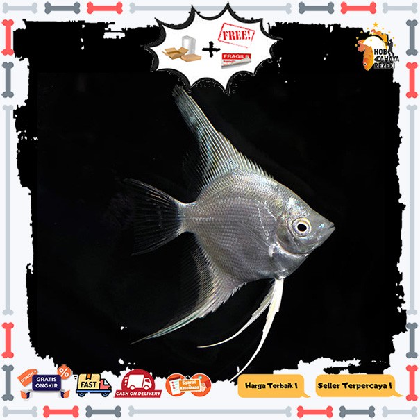 ikan hias manfish platinum