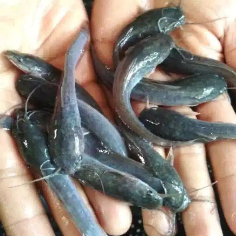 Bibit Lele UK 9-10cm (Lele Baru Gede) /100ekor