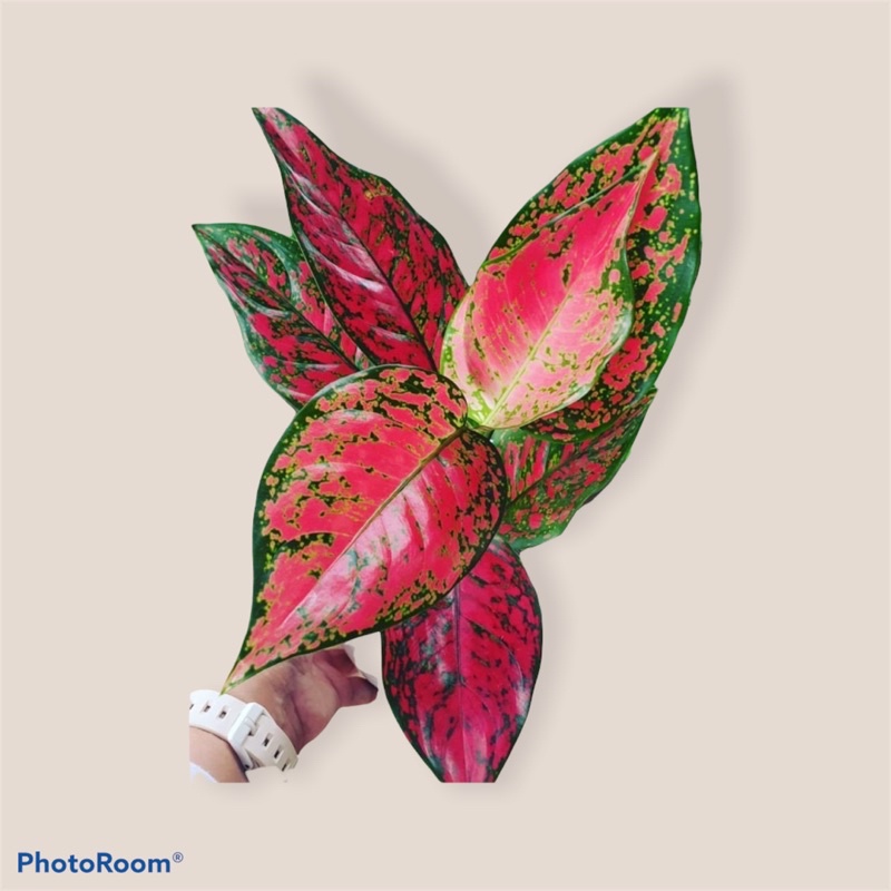 Tanaman Hias Aglonema Venus - Tanaman Hidup - Tanaman Aglonema - Aglonema Venus - Aglonema Murah - 
