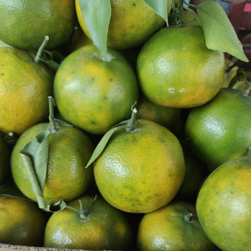 

Jeruk Siem Madu Fresh Dari Kebun