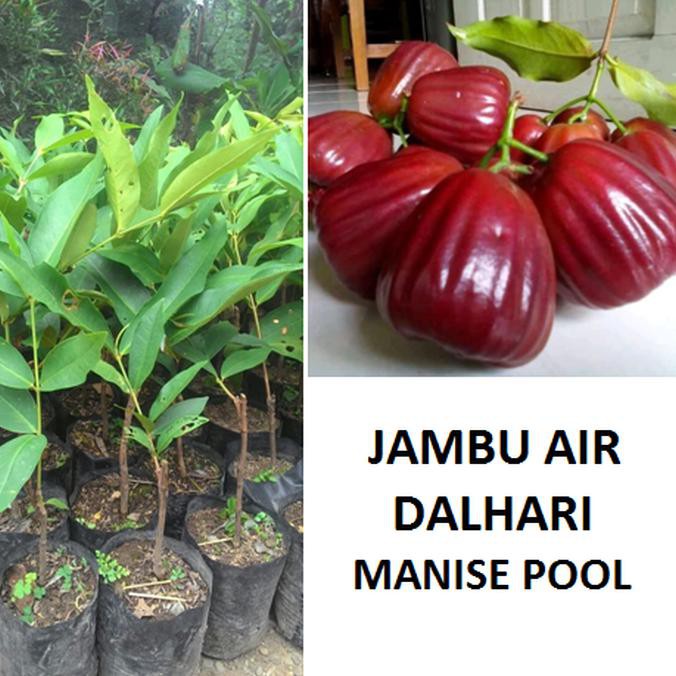 Favorit] Bibit Jambu Air Dalhari Tanaman Jambu Pohon Jambu Dalhari