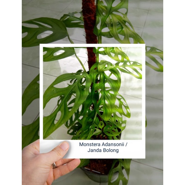 KEMBANG JANDA BOLONG / MONSTERA ADANSONII