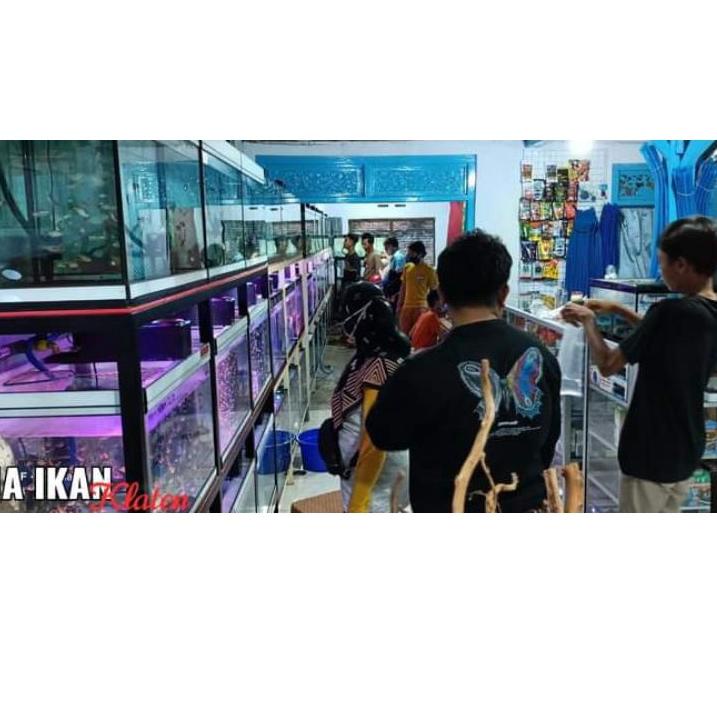 Recomended.. ANDRAO GONDRONG JANTAN BIRU MANTUL ( Mesin Pompa Aquarium Bagi Yg Beruntung ) Cana Andr