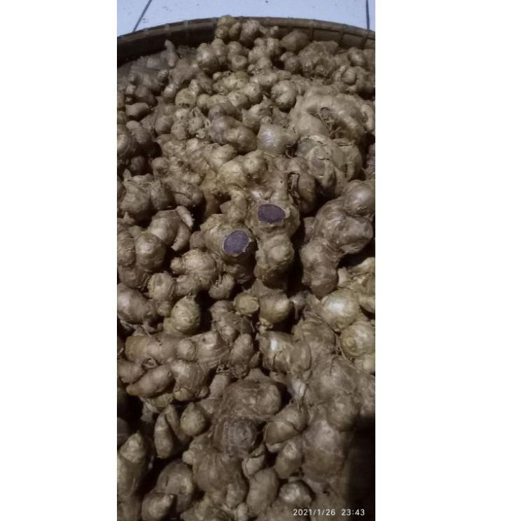 

Grosir RPNVD KUNYIT HITAM UMBI RIMPANG 100 GRAM KAEMPFERIA PARVIFLORA 95 Sale