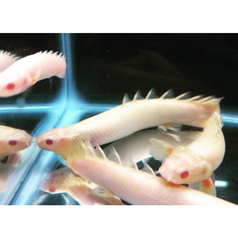 PROMO HOBBIES Palmas albino size -+10 Cm fix sortiran body gemuk sehat