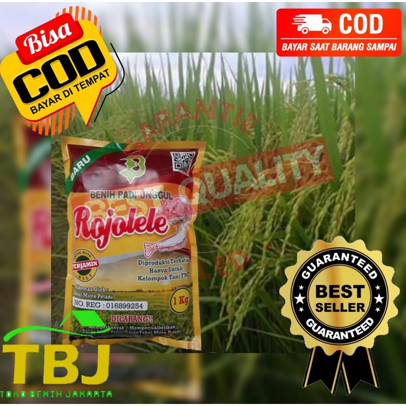 Benih Unggul Padi Rojolele Super