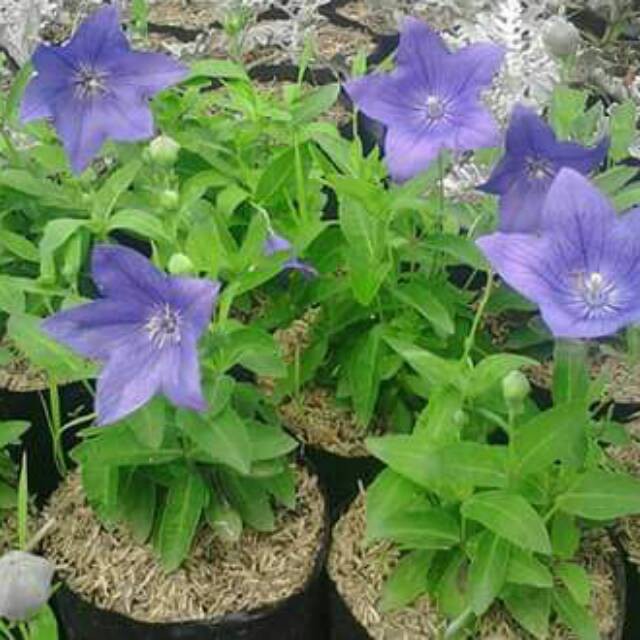 Bunga Star Blue - Platycodon Grandiflorus - Tanaman Hias