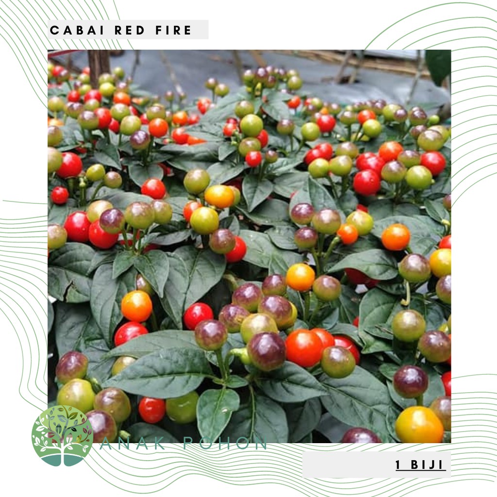 Benih Bibit Biji - Cabai Red Fire (Buah Sangat Produktif) Pepper Seeds