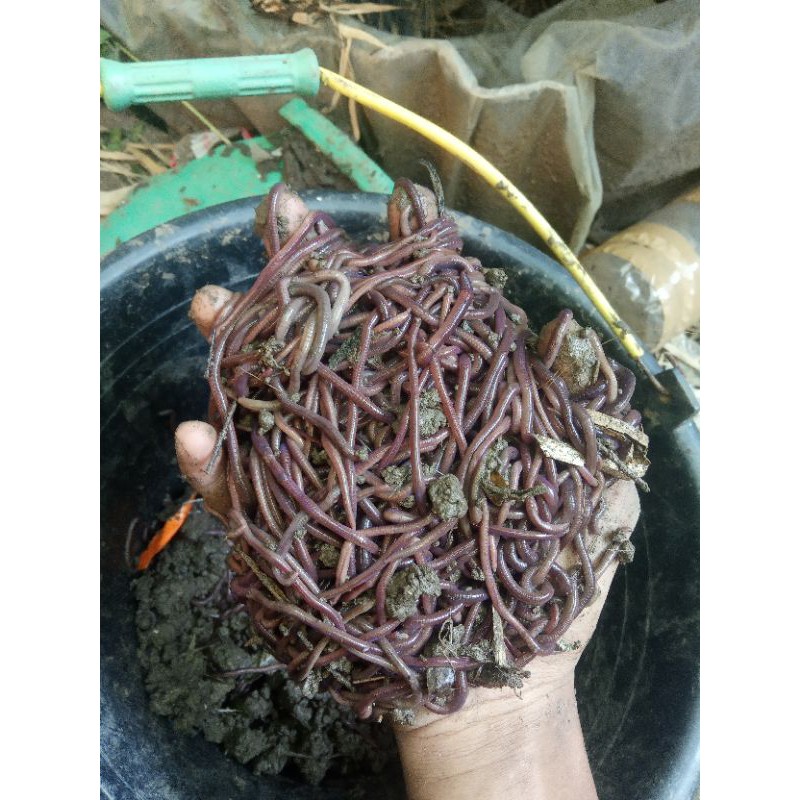 Cacing tanah HidupJenis ANC / MERAH