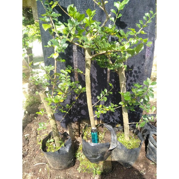 Bibit bonsai serut / bahan bonsai serut