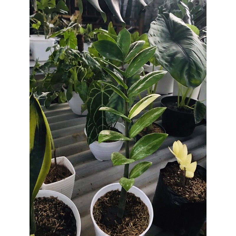 Zamia culcas varigata