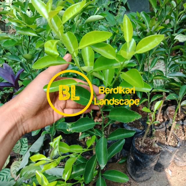 Pohon jeruk pohon jeruk limo bibit pohon jeruk limo jeruk limao termurah