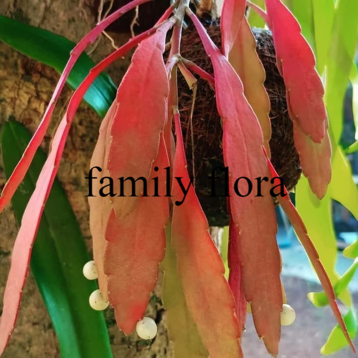 tanaman hias wijaya kusuma tasbih - wijaya kusuma bunga tasbih