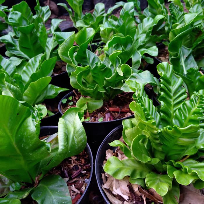 Tanaman Hias Pot Indoor Kadaka Lasagna Mini Asplenium