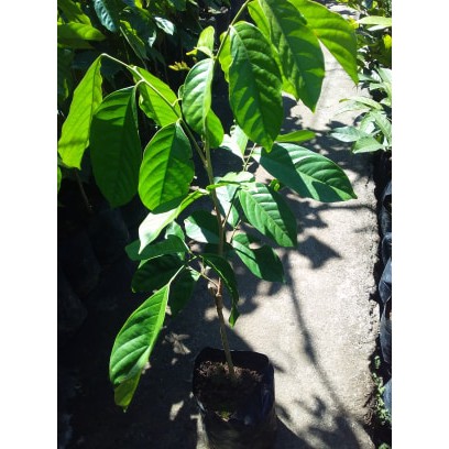 Bibit Buah Duku Palembang
