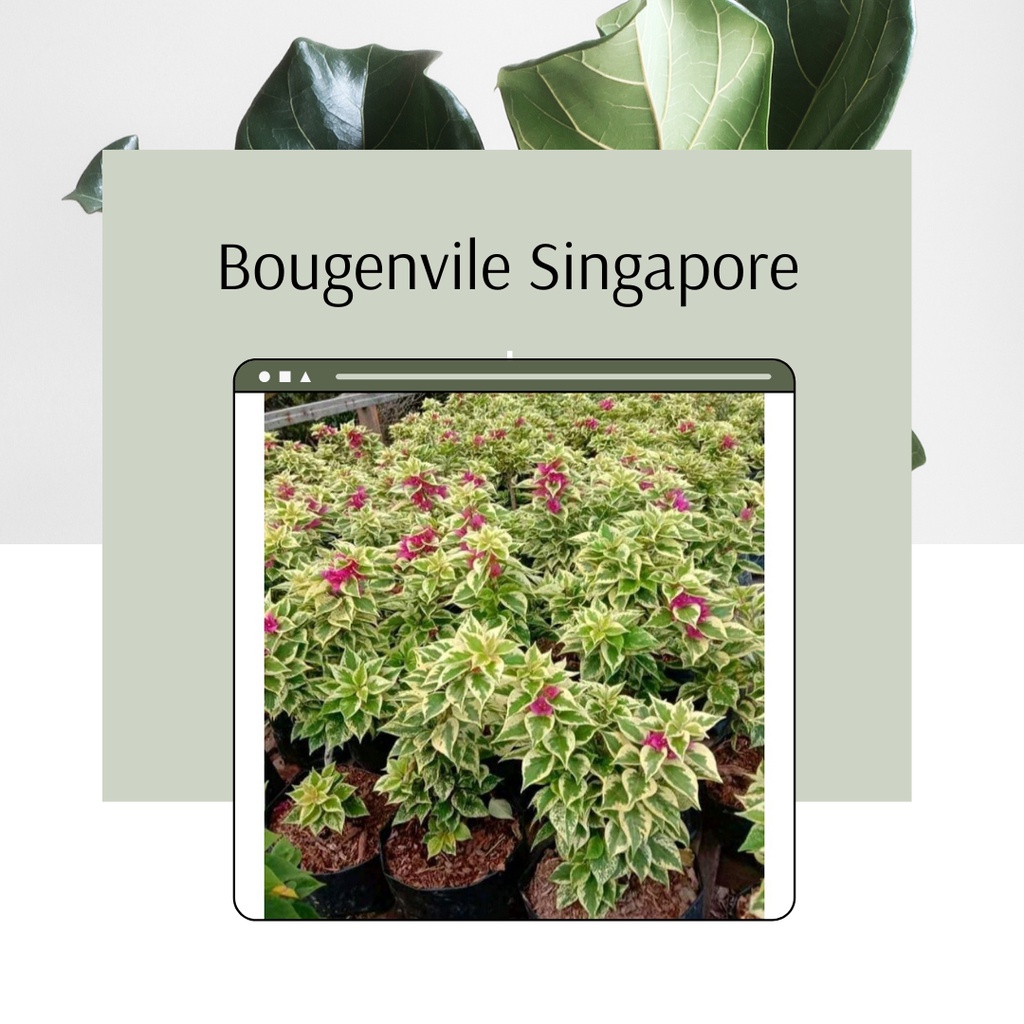 Tanaman Hias Bougenville Singapore Bunga Kertas Singapore Bunga Bougenville Singapore Cantik