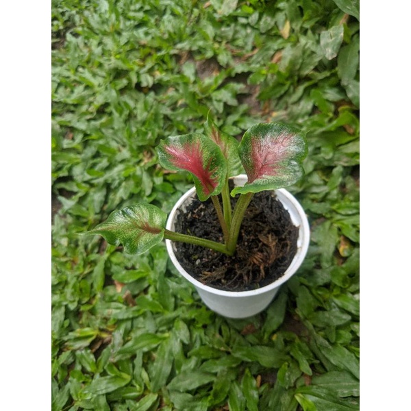 Keladi Red Peacock ASA CALADIUM JOGJA