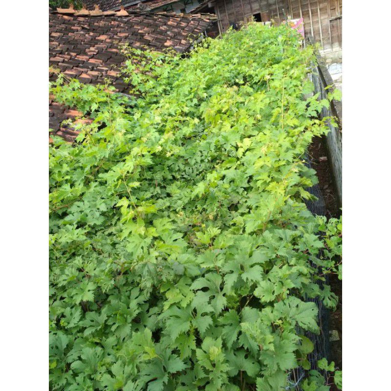 Entress Anggur Jenis Julian Transfiguration Ninel Jupiter